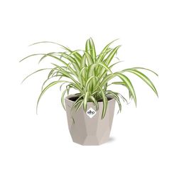 Chlorophytum Comosum Variegatum in ELHO b.for rock 14 cm warm grey (21630)