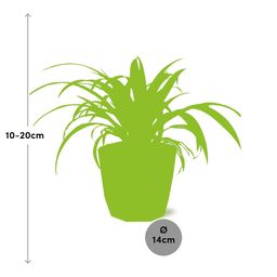 Chlorophytum Comosum Variegatum in ELHO b.for rock 14 cm warm grey (21630)