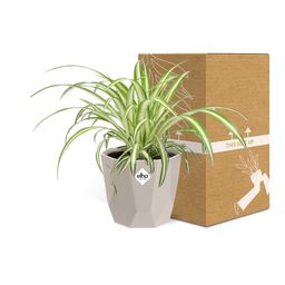 Chlorophytum Comosum Variegatum in ELHO b.for rock 14 cm warm grey (21630)