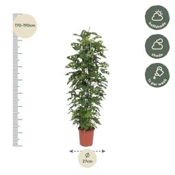 Monstera Monkey Leaf gaasrek - 180 cm - ø27 (8721055691105)