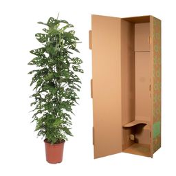 Monstera Monkey Leaf gaasrek - 180 cm - ø27 (8721055691105)