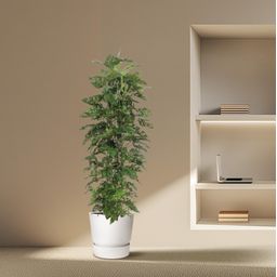 Monstera Monkey Leaf gaasrek - 180 cm - ø27 (8721055691105)