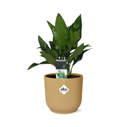 Aglaonema Maria in ELHO Vibes Fold 14cm geel (21698)