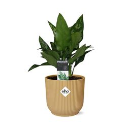 Aglaonema Maria in ELHO Vibes Fold 14cm geel (21698)