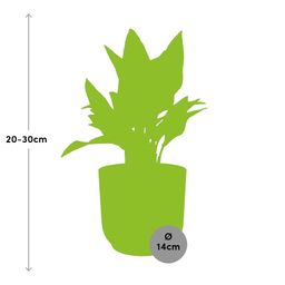 Aglaonema Maria in ELHO Vibes Fold 14cm geel (21698)