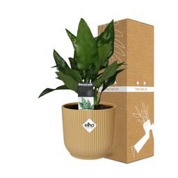 Aglaonema Maria in ELHO Vibes Fold 14cm geel (21698)