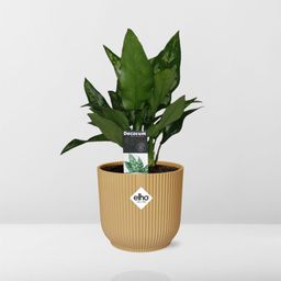 Aglaonema Maria in ELHO Vibes Fold 14cm geel (21698)