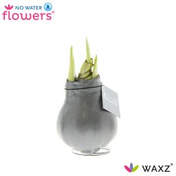 No Water Flowers Waxz® Metallic Silver (22912)
