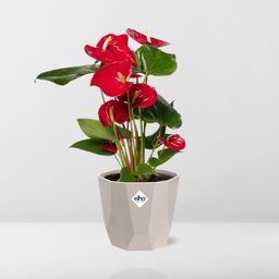 Anthurium Red 12cm in ELHO b.for rock 14 cm warm grey (21619)