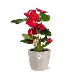 Anthurium Red 12cm in ELHO b.for rock 14 cm warm grey (21619)