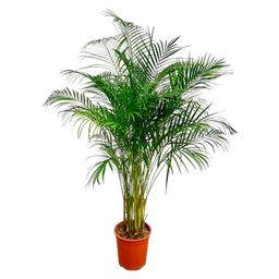 Dypsis Lutescens (Areca Palm) - 160 cm - ø27 (8721055691761)
