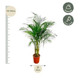 Dypsis Lutescens (Areca Palm) - 160 cm - ø27 (8721055691761)