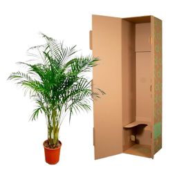 Dypsis Lutescens (Areca Palm) - 160 cm - ø27 (8721055691761)