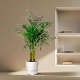 Dypsis Lutescens (Areca Palm) - 160 cm - ø27 (8721055691761)