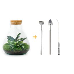 DIY terrarium - Sammie Calathea - Rake + Shovel + Tweezer (8720726958011)
