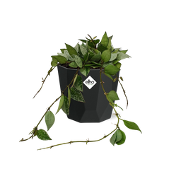 Hoya Krohniana Eskimo in 14cm b.for rock living black (21759)