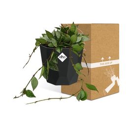 Hoya Krohniana Eskimo in 14cm b.for rock living black (21759)