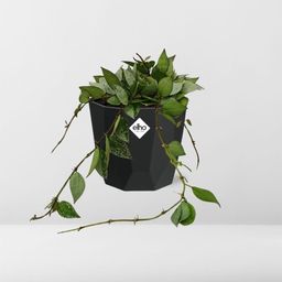 Hoya Krohniana Eskimo in 14cm b.for rock living black (21759)