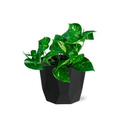 Epipremnum Pinnatum ‘Aureum’ in 14cm b.for rock living black (21641)