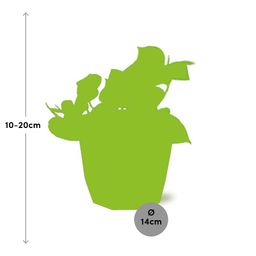 Epipremnum Pinnatum ‘Aureum’ in 14cm b.for rock living black (21641)