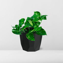 Epipremnum Pinnatum ‘Aureum’ in 14cm b.for rock living black (21641)