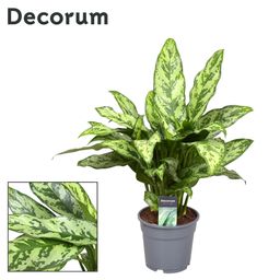 Aglaonema Romeo (22437)