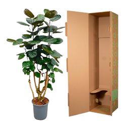 Polyscias Fabian - 130 cm - ø27 (8721055691921)