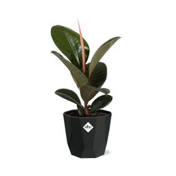 Ficus Elastica ‘Robusta’ in 14cm b.for rock living black (21763)