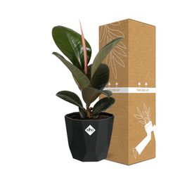 Ficus Elastica ‘Robusta’ in 14cm b.for rock living black (21763)