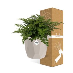 Asplenium Parvati in ELHO b.for rock 14 cm warm grey (21775)