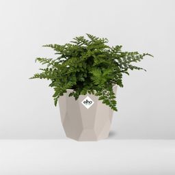 Asplenium Parvati in ELHO b.for rock 14 cm warm grey (21775)