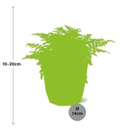 Asplenium Parvati in ELHO b.for rock 14 cm warm grey (21775)