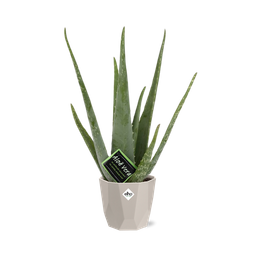 Aloe Vera 12cm in ELHO b.for rock 14 cm warm grey (21601)