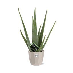 Aloe Vera 12cm in ELHO b.for rock 14 cm warm grey (21601)