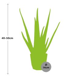 Aloe Vera 12cm in ELHO b.for rock 14 cm warm grey (21601)