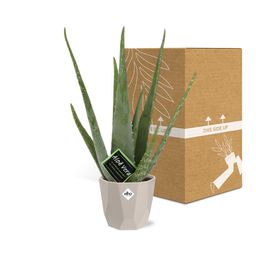 Aloe Vera 12cm in ELHO b.for rock 14 cm warm grey (21601)