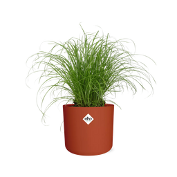 Cyperus Alternifolius Zumula Zonder Etiket in ELHO b.for soft rond 14cm brique (21489)