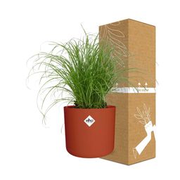 Cyperus Alternifolius Zumula Zonder Etiket in ELHO b.for soft rond 14cm brique (21489)