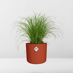 Cyperus Alternifolius Zumula Zonder Etiket in ELHO b.for soft rond 14cm brique (21489)