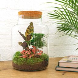 DIY Planten terrarium met licht - Milky - Ø 21 cm ↑ 30 cm - Rake + Shovel + Tweezer + Scissors (8720726958158)