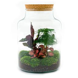 DIY Planten terrarium met licht - Milky - Ø 21 cm ↑ 30 cm - Rake + Shovel + Tweezer + Scissors (8720726958158)