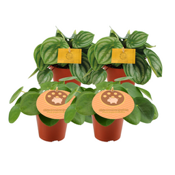 2x Peperomia Argyreia + 2x Pilea Peperomioides - 4 stuks (24738)