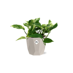 Scindapsus (Epipremnum) Marble Queen in ELHO b.for rock 14 cm warm grey (21608)