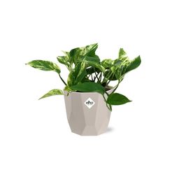 Scindapsus (Epipremnum) Marble Queen in ELHO b.for rock 14 cm warm grey (21608)