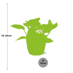 Scindapsus (Epipremnum) Marble Queen in ELHO b.for rock 14 cm warm grey (21608)