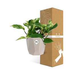 Scindapsus (Epipremnum) Marble Queen in ELHO b.for rock 14 cm warm grey (21608)