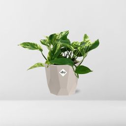 Scindapsus (Epipremnum) Marble Queen in ELHO b.for rock 14 cm warm grey (21608)