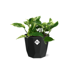 Scindapsus (Epipremnum) Marble Queen in 14cm b.for rock living black (21644)