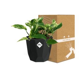 Scindapsus (Epipremnum) Marble Queen in 14cm b.for rock living black (21644)
