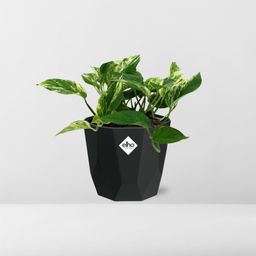 Scindapsus (Epipremnum) Marble Queen in 14cm b.for rock living black (21644)